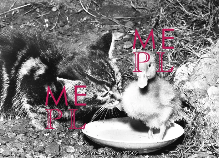  : Kitten and Duckling
