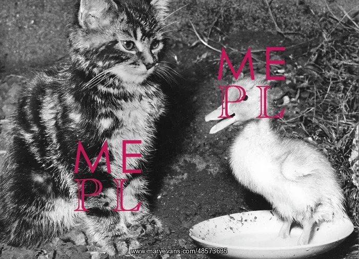  : Kitten and Duckling