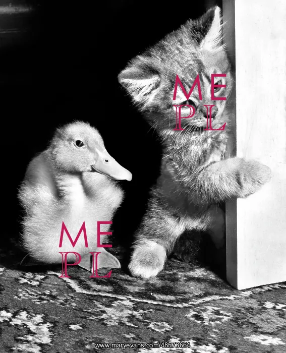  : Kitten and duckling