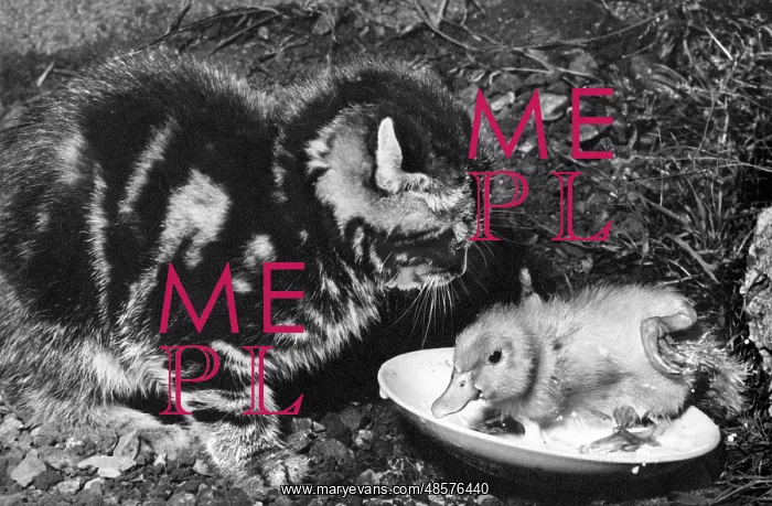 : Kitten and duckling : Kitten and duckling