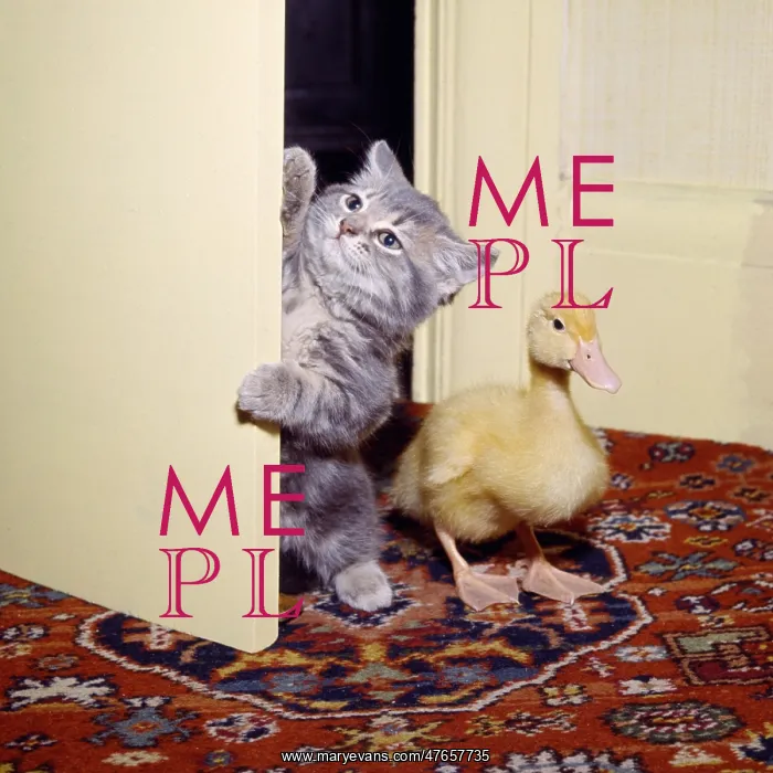 : Kitten and duckling in the doorway : Kitten and duckling in the doorway