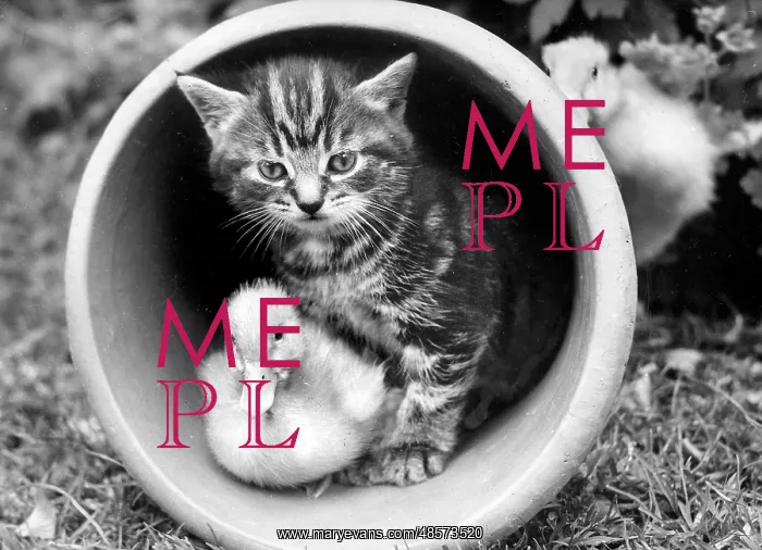 : Kitten and Duckling in a plant pot : Kitten and Duckling in a plant pot
