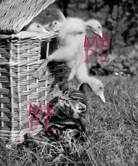 : Kitten with ducklings falling out of a basket : Kitten with ducklings falling out of a basket