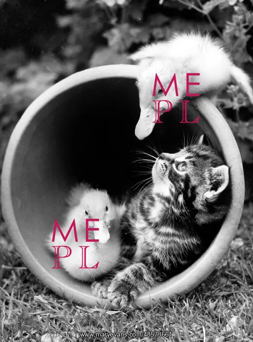 : Kitten and Ducklings in a plant pot : Kitten and Ducklings in a plant pot