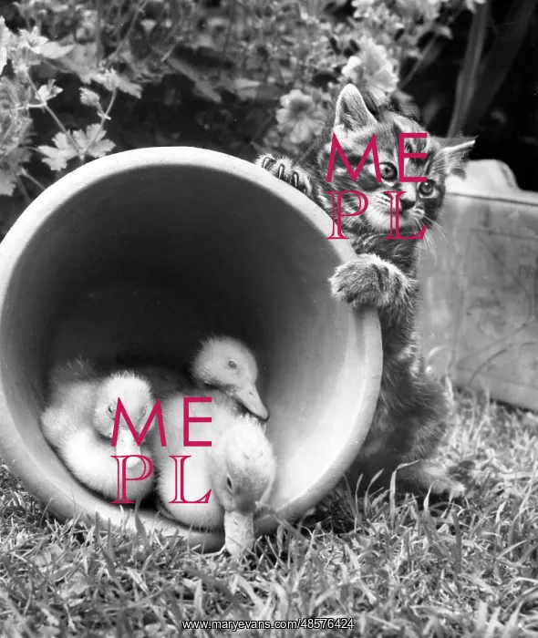 : Kitten with ducklings in a plant pot : Kitten with ducklings in a plant pot