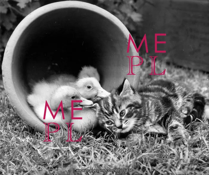 : Kitten with ducklings in a plant pot : Kitten with ducklings in a plant pot