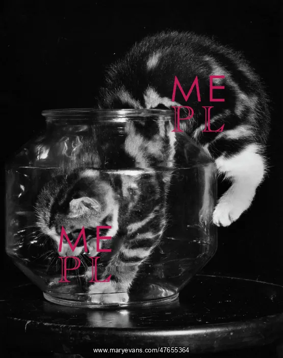 : Kitten explores empty fishbowl : Kitten explores empty fishbowl