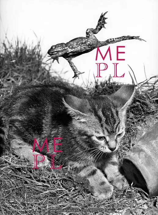  : Kitten and Frog