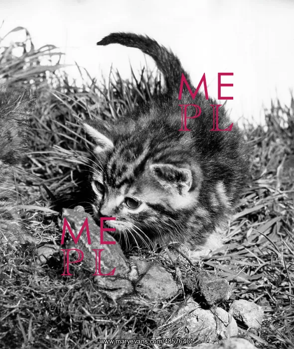  : Kitten and frog