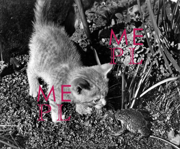  : Kitten and frog