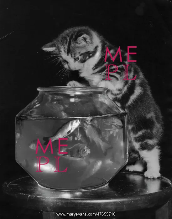 : Kitten mesmerised by goldfish : Kitten mesmerised by goldfish