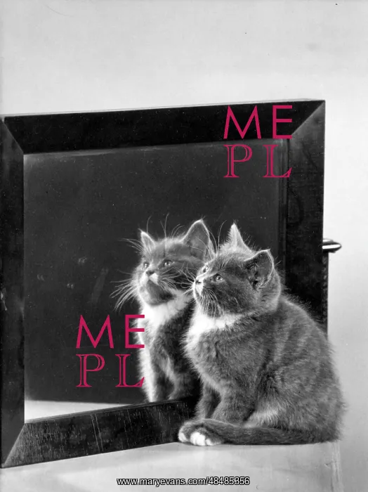 : KITTEN AND MIRROR : KITTEN AND MIRROR