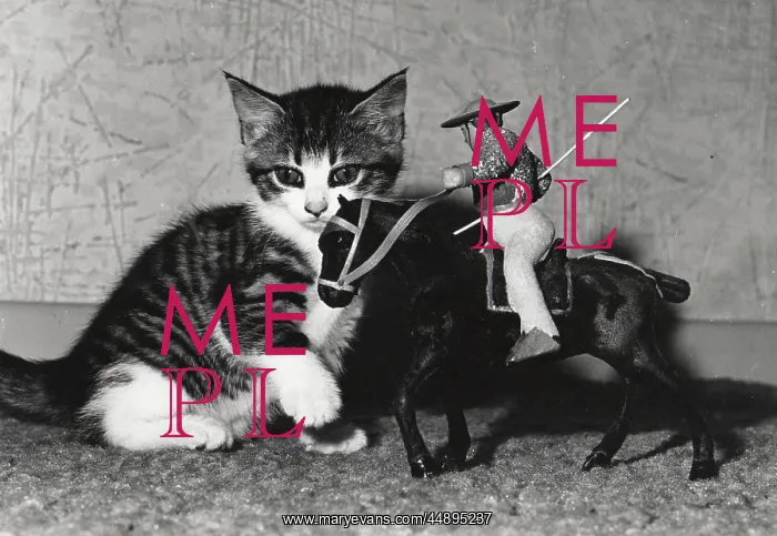: Kitten with model of horse and rider : Kitten with model of horse and rider