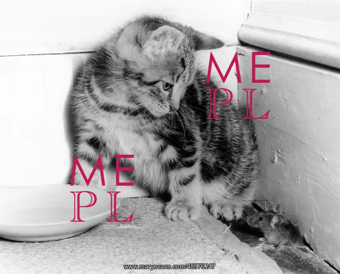 : Kitten and mouse in the corner of a room : Kitten and mouse in the corner of a room