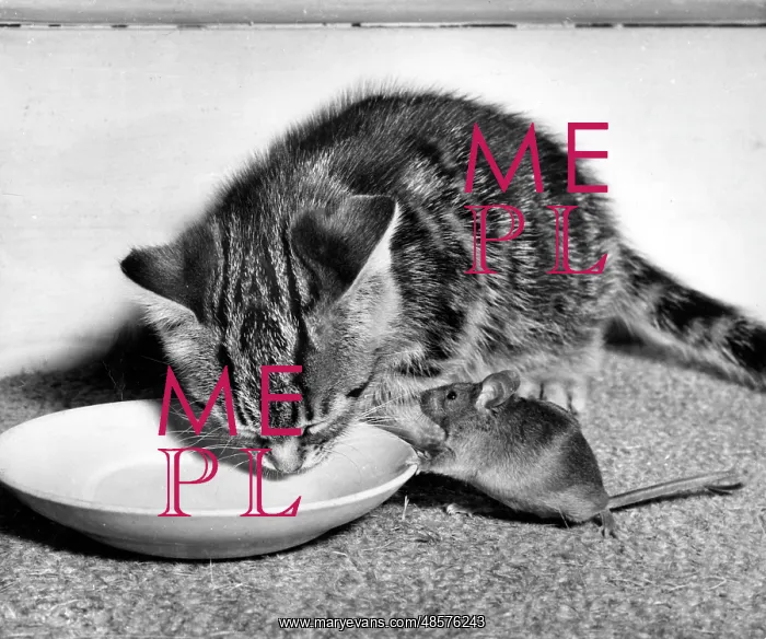 : Kitten and mouse with saucer of milk : Kitten and mouse with saucer of milk