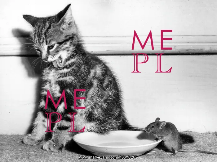 : Kitten and mouse with saucer of milk : Kitten and mouse with saucer of milk