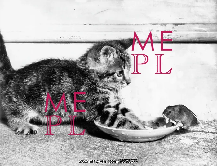 : Kitten and mouse with saucer of milk : Kitten and mouse with saucer of milk