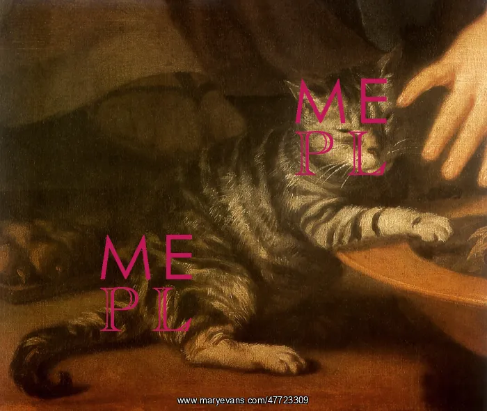  : Kitten being petted