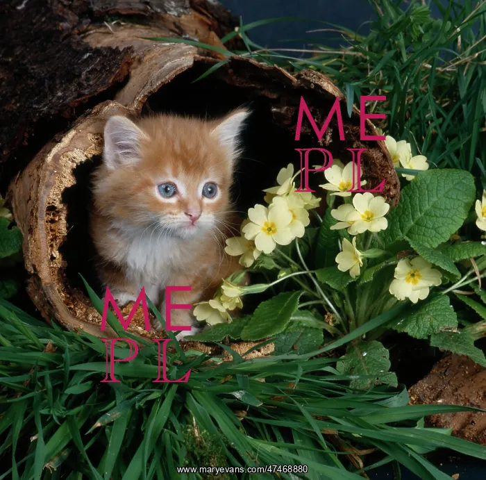  : Kitten and Primroses