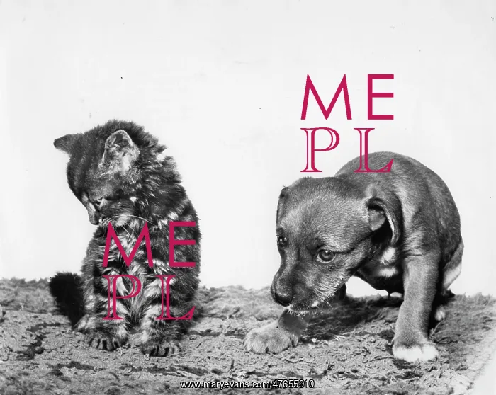 : Kitten and puppy looking subdued : Kitten and puppy looking subdued