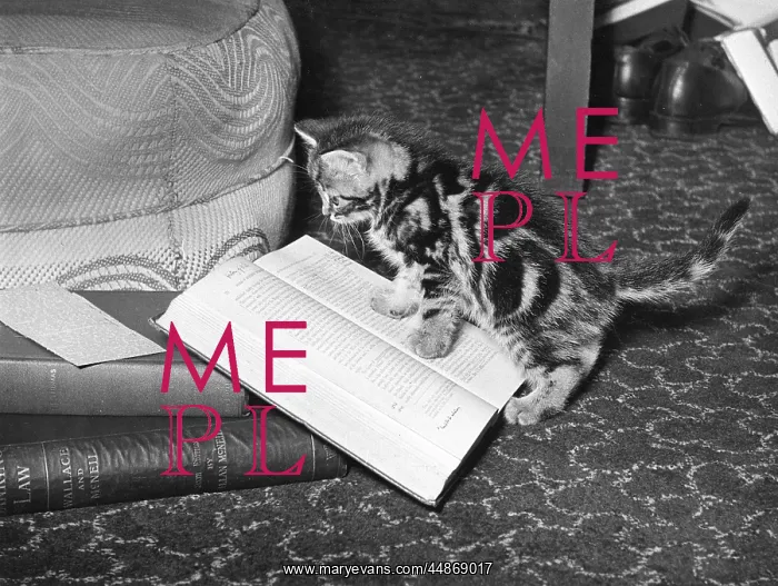 : KITTEN READS BOOK : KITTEN READS BOOK