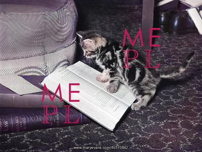 : KITTEN READS BOOK : KITTEN READS BOOK