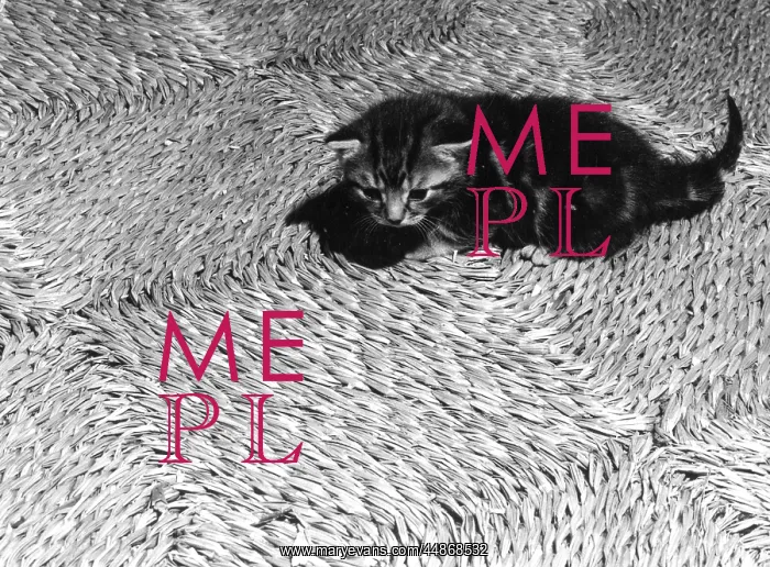  : Kitten on rush matting