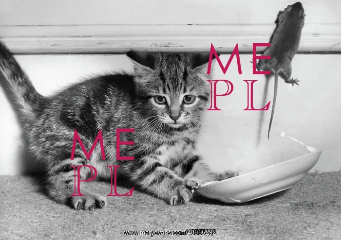  : Kitten, saucer and mouse