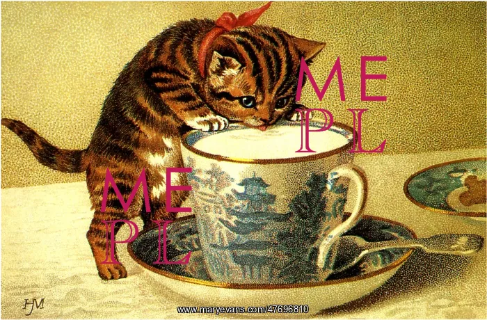  : Kitten Sipping Milk