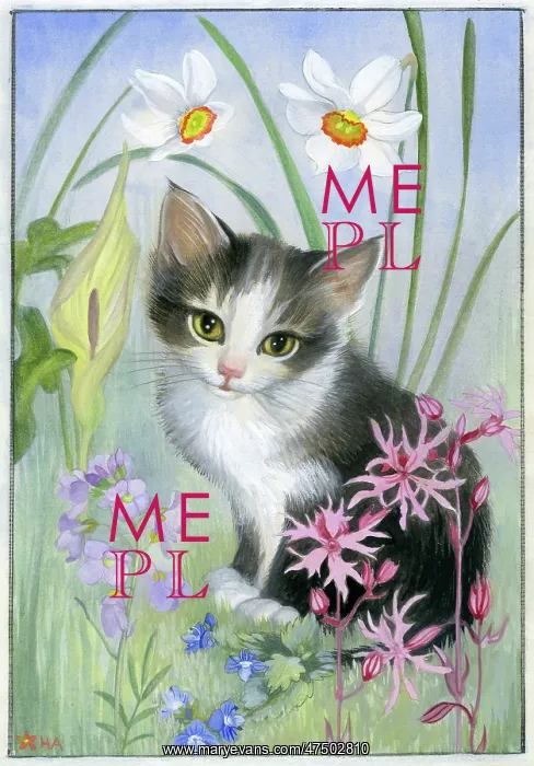 : Kitten sitting amongst wild flowers : Kitten sitting amongst wild flowers