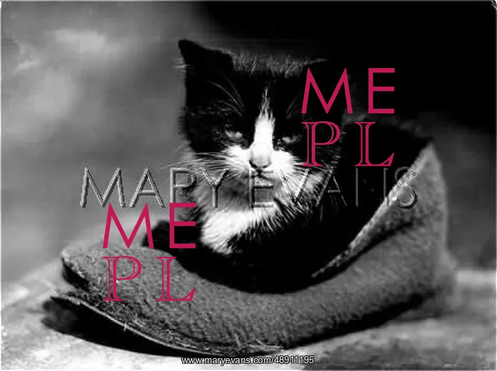 : KITTEN IN SLIPPER : KITTEN IN SLIPPER