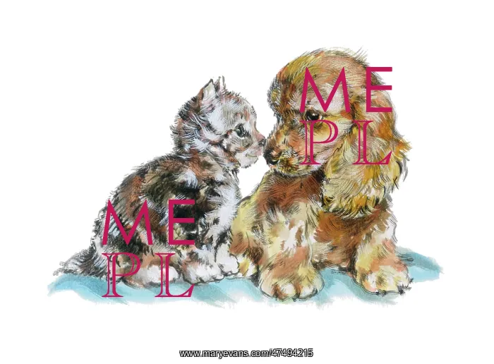  : Kitten and Spaniel puppy touching noses