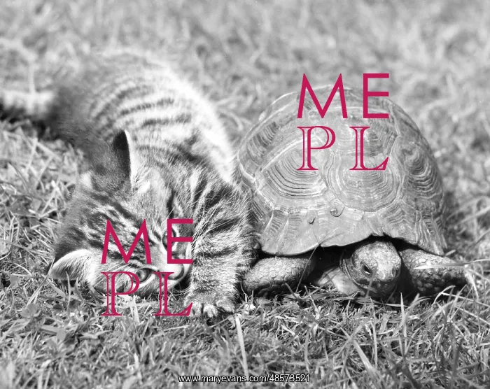 : Kitten and Tortoise : Kitten and Tortoise