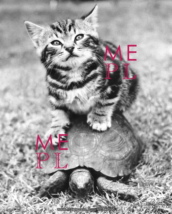  : Kitten and Tortoise