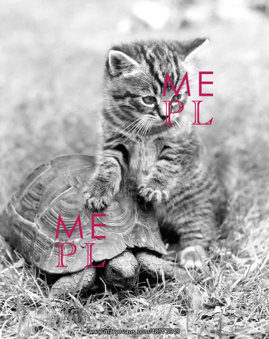  : Kitten and Tortoise
