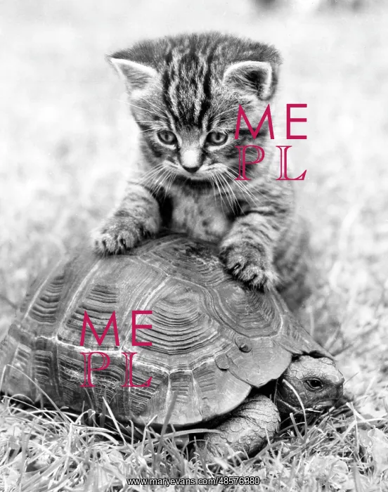 : Kitten and tortoise