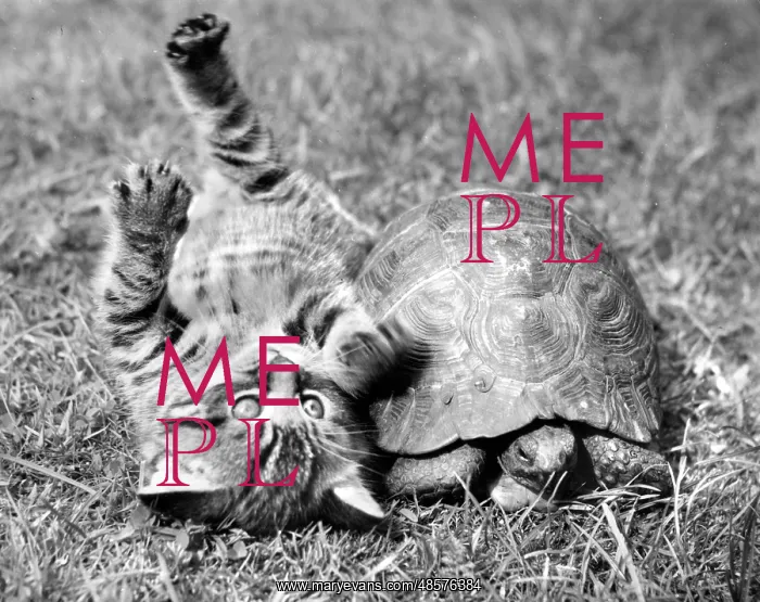  : Kitten and tortoise