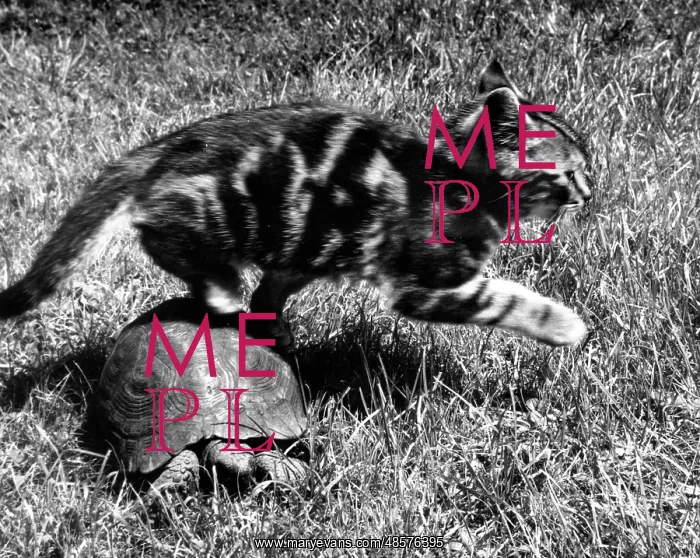  : Kitten and tortoise