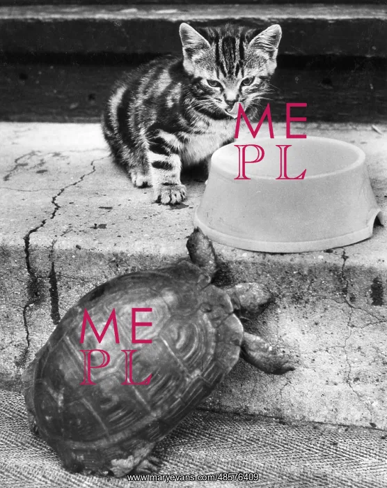 : Kitten and tortoise with bowl : Kitten and tortoise with bowl