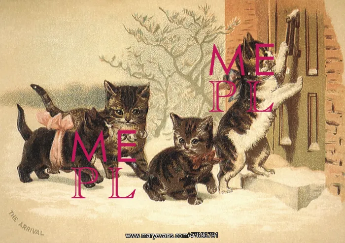  : Kittens Arrive