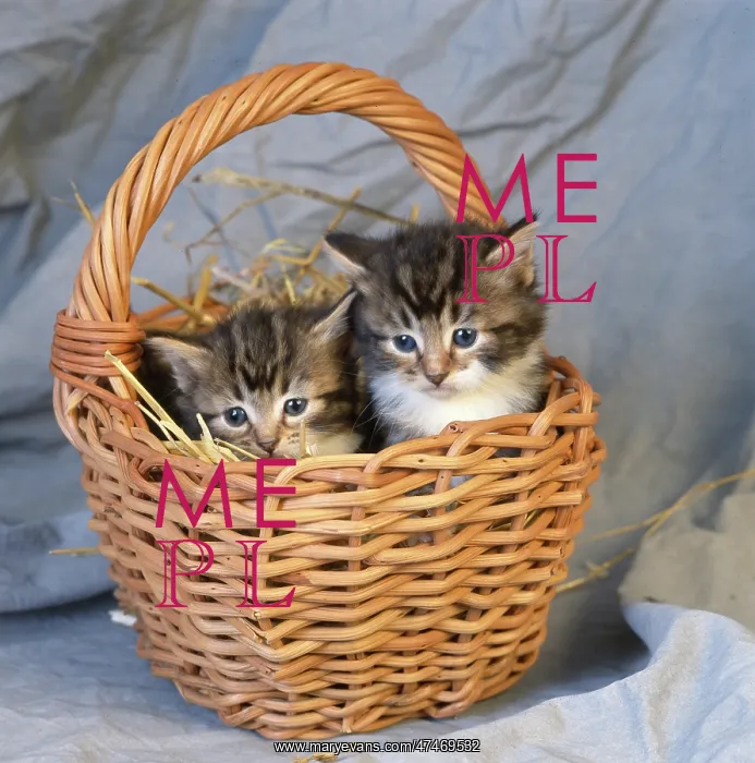  : Two Kittens in a Basket