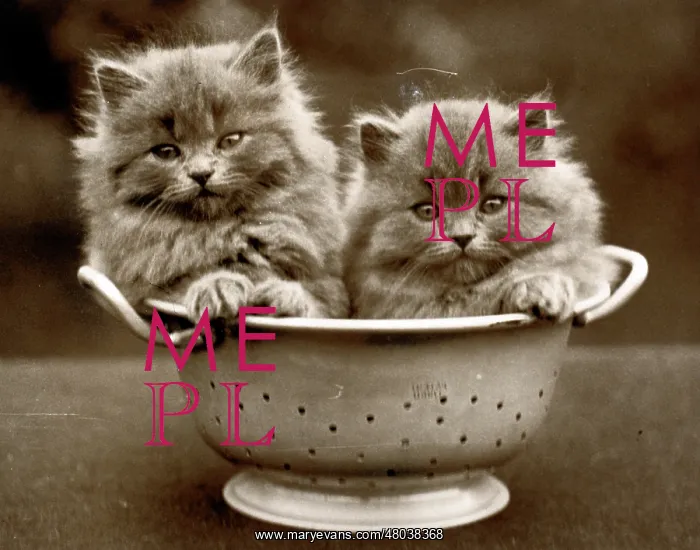  : Two kittens in a colander