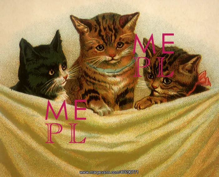  : Kittens and Drape