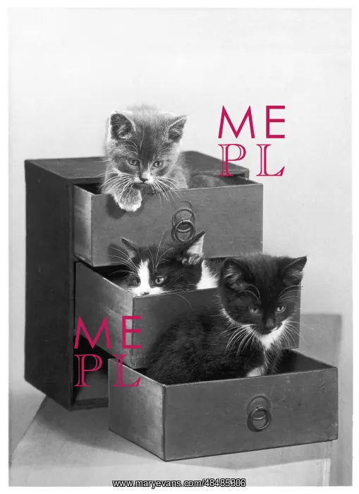 : THREE KITTENS IN DRAWERS : THREE KITTENS IN DRAWERS