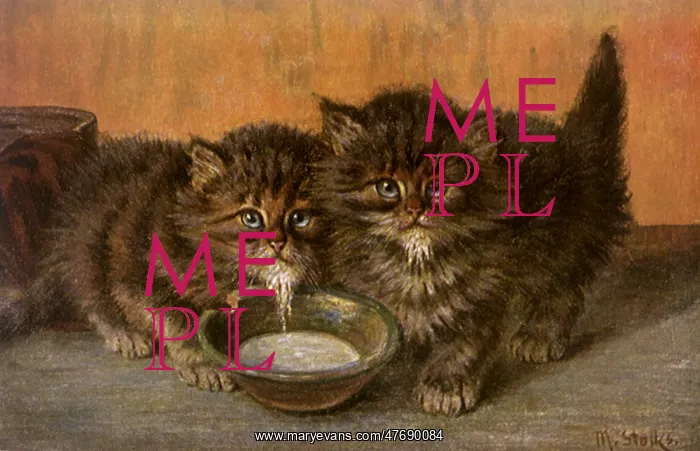  : Kittens Drinking Milk