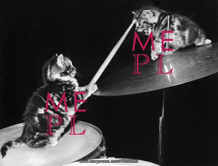 : Two kittens with a drumkit : Two kittens with a drumkit