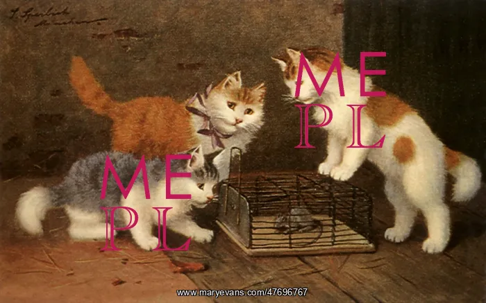 : Kittens Eye Mouse : Kittens Eye Mouse