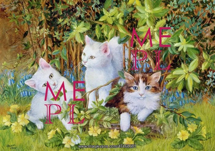 : Kittens amongst the flowers : Kittens amongst the flowers