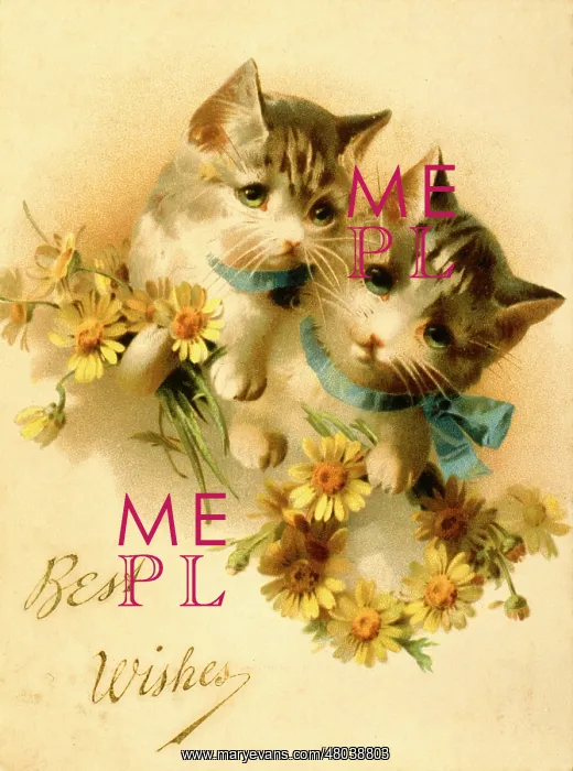 : Two kittens with flowers on a greetings card : Two kittens with flowers on a greetings card