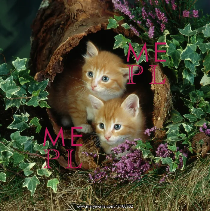 : Kittens in a Hollow Log : Kittens in a Hollow Log
